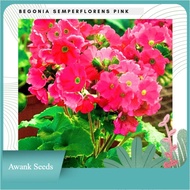 Benih Bibit Biji - Bunga Begonia Semperflorens Pink Flower Seeds - IMP