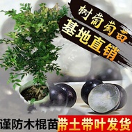 （新品）树葡萄苗正宗树葡萄四季早生嘉宝果南北方可种植结果嘉宝果树苗