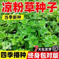 現貨  特價 小欣種業涼粉草種子特菜仙人凍仙草黃草尖萼魚四季播種陽臺庭院蔬菜種子籽