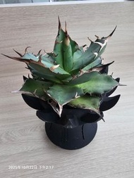 多肉植物 龍舌蘭黑蒂斯