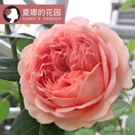 Abraham Courtyard Earth Planting Climbing Vines Monthly Potted Plants Strong Fragrance Vines Duffy B