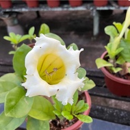 Solandra longiflora Tussac (0.3m) Free 7L Potting Soil, Free 250g Chicken Fertiliser