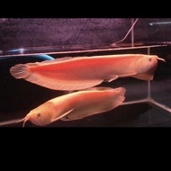 ikan Arwana Silver Albino ( 40 ) cm