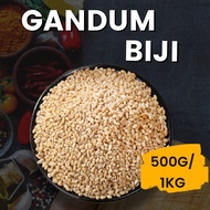 Gandum biji 去皮麥粒 Polished Wheat Gandum bubur [500g,1kg][Harga Borong][Wholesale Price][SHIP WITHIN 2