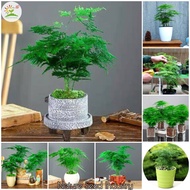 Asparagus Fern Tree Seeds for Planting (20 seeds/bag) Asparagus Fern Plant Seed Bonsai Tree Live Plants Flower Seeds for Gardening Green Air Purifying Plant Potted Plants Indoor Outdoor Real Air Plant Garden Decoration Items Benih Bunga