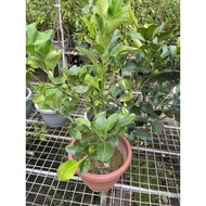 (Pomelo) Citrus Maxima medium pot real live plant free organic fertiliser 0.5kg free organic soil 3kg