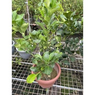 (Pomelo) Citrus Maxima medium pot real live plant free organic fertiliser 0.5kg free organic soil 3k