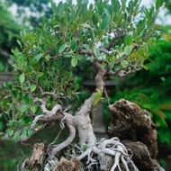 Bonsai Kimeng On The Rock Gratis Pot Ukuran Pot 70 cm Foto Asli Real Gratis Dus Bumi Indonesia Kode 