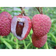 pokok laici hybrid( buah besar)