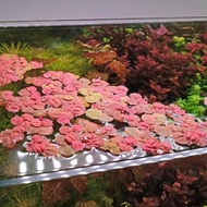 10 branches of red duckweed - aquatic plants for aquarium decoration