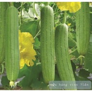 Luffa seeds TN 263