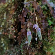 鈴蘭花 日本樹脂垂墜耳環