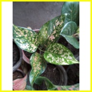♞Lady Valentine Aglaonema live plants
