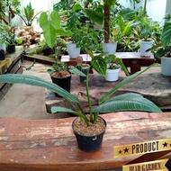 Tanaman hias philodendron linet berkualitas