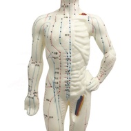 Acupuncture M Silicone Acupuncture Human Body Cupping Acupuncture Meridian Model Acupoint Human Body