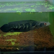 R1 ikan channa marulius green kaltara