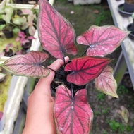 caladium red stone