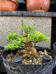 小品盆栽・雀舌黃楊