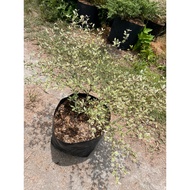 AFRICAN TALISAY VARIEGATED MEDIUM SIZE | LIVE PLANT