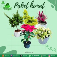 Paket hemat isi 5 tanaman hidup Cemara pua pua hinoki kuning Adam hawa Kastuba Merah dan Cassandra