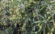 【鮮採預購！高雄大樹 黑葉荔枝5斤裝(帶枝)】來自荔枝故鄉-傳統的美好滋味