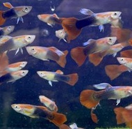 【冠昱水族】🐟紅尾孔雀魚 約1.5-1.8cm🐟 觀賞魚 高級餌料 造景水草