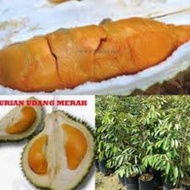 Pokok Durian Udang Merah D175 Kawin