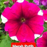 Tanaman Hias Bunga Gantung Petunia Bunga Petunia