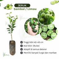 Bibit Tanaman Buah Jeruk Limau / Jeruk Sambal Okulasi