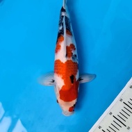 Koi Ikan Koi Import Showa Isa Jumbo Tosai 29 Alyashop243