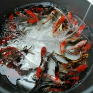 Paket 15 Ekor Bibit Ikan Koi #Gratisongkir