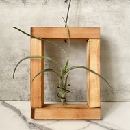 【松木】純粹 | 空氣鳳梨。空氣鐵蘭