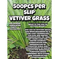 500 pieces Vetiver Grass l  vetiver (Chrysopogon zizanioides) also called khus perennial grass of th
