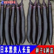 進口日本黑貴人長茄種籽紫把長茄籽紫柄黑又亮長茄子種子 種籽種苗菜籽hn