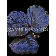 【HIDINGNATURE】 Begonia sarawak sp (Super rare plants) terrarium plant