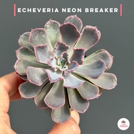 Echeveria Neon Breaker ไม้อวบน้ำ กุหลาบหิน cactus&amp;succulentหลากหลายสายพันธุ์