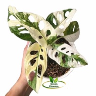 Tanaman Hias Janda Bolong Variegata Jepang/ Janda Bolong Variegata