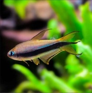 Palmeri Tetra / Emperor tetr - hiasan akuarium aquascape dan kolam