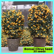 [Easy To Grow In Philippines] Potted Dwarf Fresh Citrus Seeds for Sale (35 Seeds) Sweet Delicious Fr