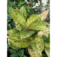 Aglaonema Big Roy