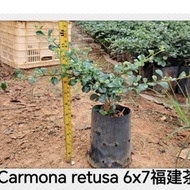 Pokok Teh Pagar / Hokkien Tea / Fukien Tea / Carmona Retusa / Bonsai Pokok Hidup Landscape