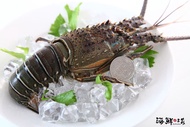 【海鮮主義】頂級龍蝦干貝經濟組2入組(龍蝦300g*2、生食級干貝200g*4)_冷凍免運