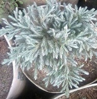 cemara perak(bahan bonsai)