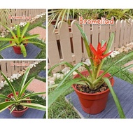 Bromeliad Collection🌱Real Live Plant🌱