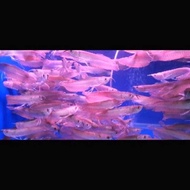 Ikan Arwana Silver Red 15 Cm