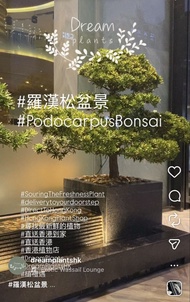 #羅漢松盆景 #PodocarpusBonsai