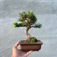 小品盆栽-日本短葉黑松 千壽丸