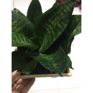 *BEE*plant*snake plant