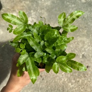 90s Greenovation live plant Fern P120 蕨类植物