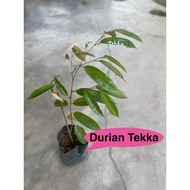 Anak Pokok Durian Tekka (D160)Hybrid-Ketinggian 2kaki